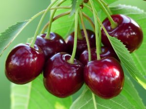 Cerises
