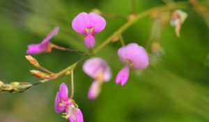 Desmodium