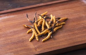 cordyceps
