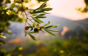 feuilles d'Olivier