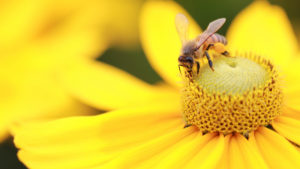pollen d'abeille